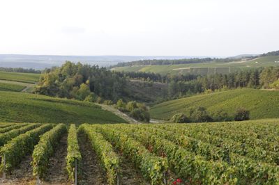 Vallons, fortes pentes  et forêts : paysage viticole typique de la Côte des Bar (photographie de Serge Wolikow)