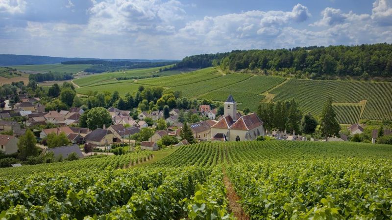 La Côte des Bar en Champagne histoire et mémoire du vignoble