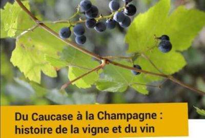 Du Caucase à la Champagne : histoire de la vigne au vin